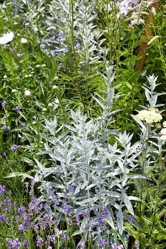 Artemisia ludoviciana, atmosphere, Blattschmuckpflanze