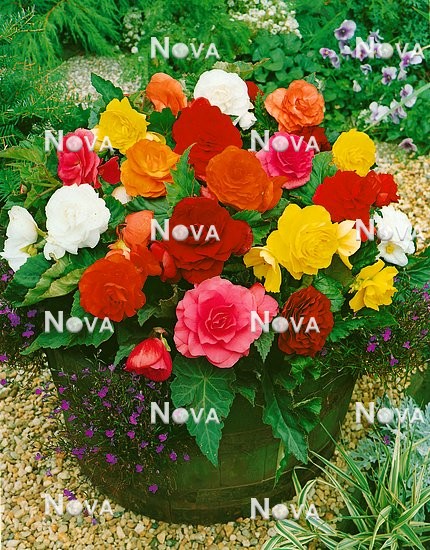 80 67 56 Begonia x tuberhybrida Grandiflora mixed colours in pot