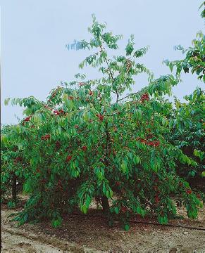 Cherry, Prunus (Genus)