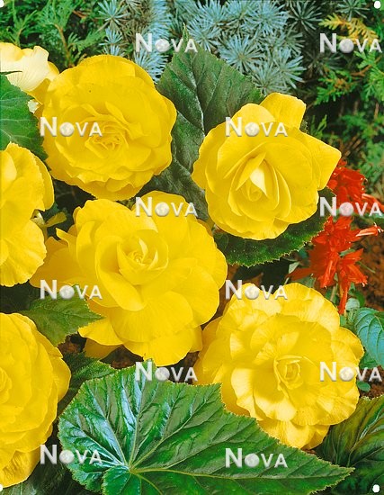 80 67 14 Begonia x tuberhybrida Grandiflora yellow