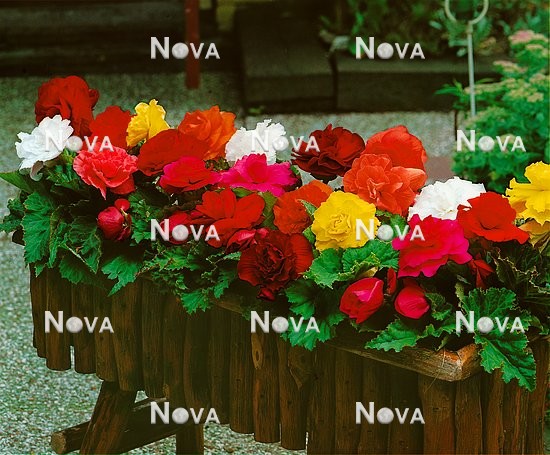 80 67 53 Begonia x tuberhybrida Grandiflora mixed colours in flower box