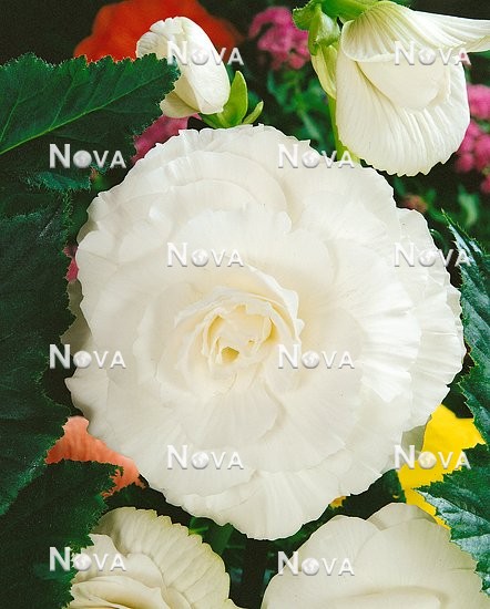 80 67 23 Begonia x tuberhybrida Grandiflora white