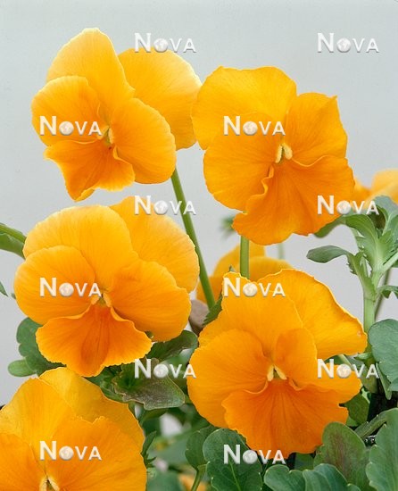59 54 32 Viola x wittrockiana Universal Apricot
