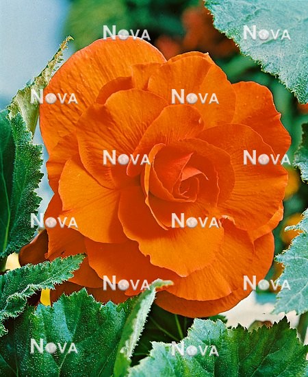 80 67 35 Begonia x tuberhybrida Grandiflora Kupfer