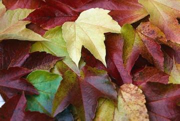 Blätter, Herbst, Herbstfärbung, Parthenocissus tricuspidata