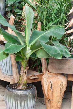 Blattschmuckpflanze, Dwarf Banana Tress, Kübelpflanze, Zimmerpflanze