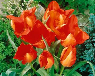 Tulipa (Genus), Tulipa albertii