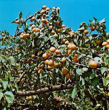 Obstbaum, Prunus armeniaca