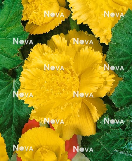 80 45 02 Begonia Primadonna