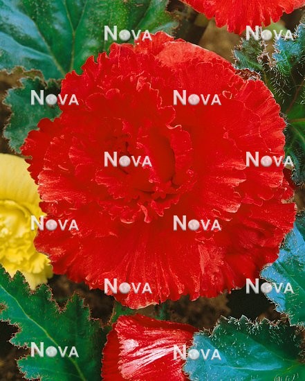 80 45 06 Begonia Primadonna