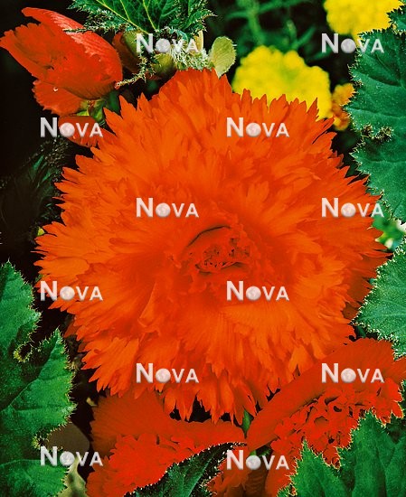 80 47 42 Begonia Fimbriata California