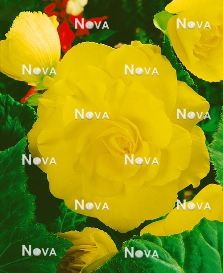 80 67 16 Begonia x tuberhybrida Grandiflora gelb