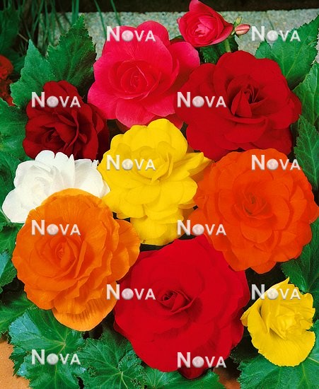 80 67 59 Begonia x tuberhybrida Grandiflora mixed colours