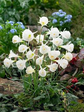 daffodil (Genus), White Hoop Petticoat Daffodil