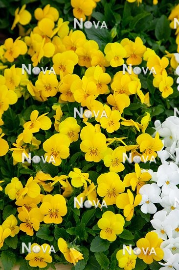 N1511151 Viola Sorbet™ Yellow 