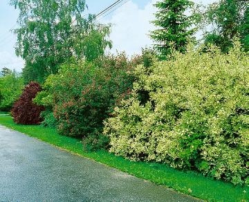 Berberis (Genus), Cornus (Genus), flowers hedge, Mixture (Mix), Shrubs and Palms, Springtime, Weigela (Genus)