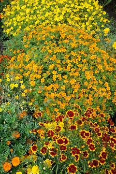 annuals, bed «border with summer flowers and vegetables», Coreopsis (Genus), Sommerblüher, Tagetes tenuifolia