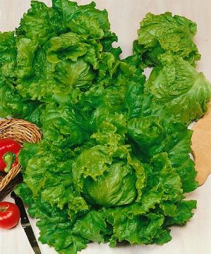 Lactuca sativa, lettuce (Genus)