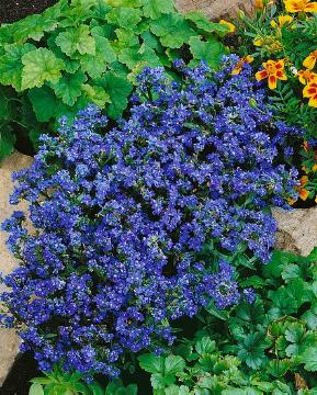 Cape Forget-Me-Not