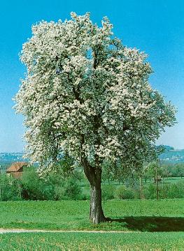 Blüten, Frühling, Obstbaum, Pyrus communis