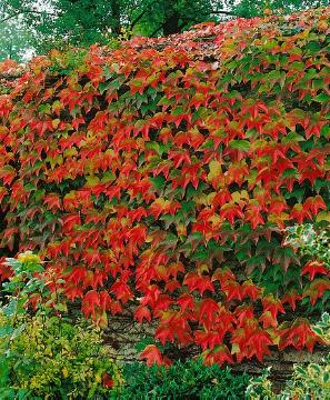 Dekoration, Herbstfärbung, Parthenocissus tricuspidata, Wandbegrünung