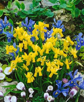 daffodil (Genus)