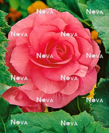 80 67 46 Begonia x tuberhybrida Grandiflora rose