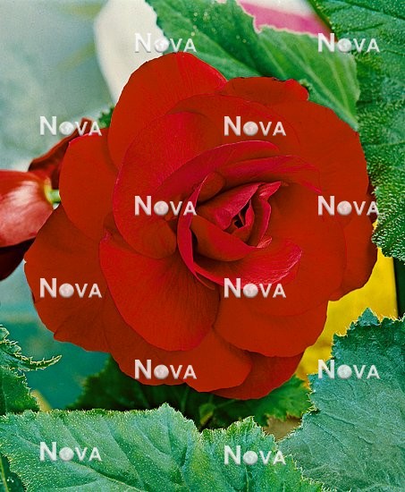 80 67 00 Begonia x tuberhybrida Grandiflora dark red