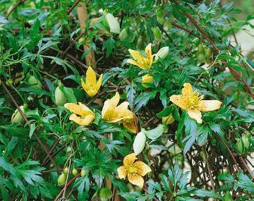 Clematis cirrhosa, leather flower (Genus), yellow
