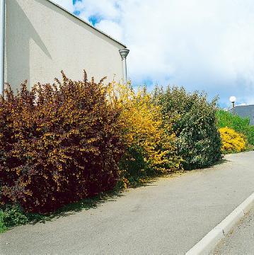 Berberis (Genus), Frühling, Heckenpflanzen, Kerria (Genus)