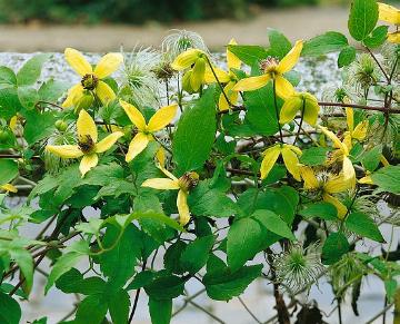 Clematis (Genus), Clematis serratifolia, gelb, Schling- und Kletterpflanze