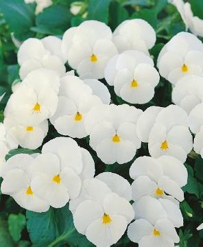 violet (Genus), white / cream