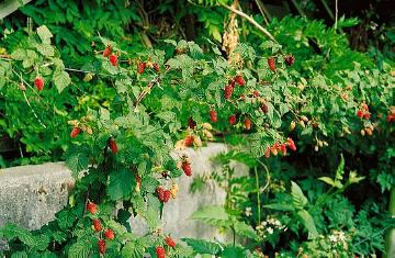 Rubus fruticosus x idaeus