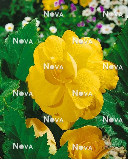 N1900272 Begonia x tuberhybrida Grandiflora gelb