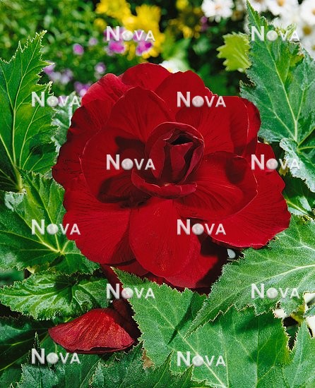 N1900273 Begonia x tuberhybrida Grandiflora dark red