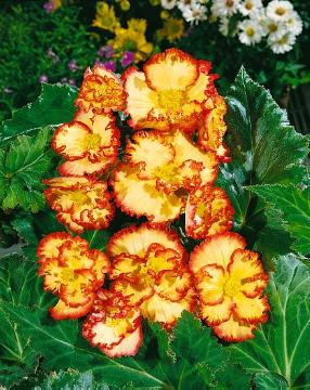 Begonia x tuberhybrida