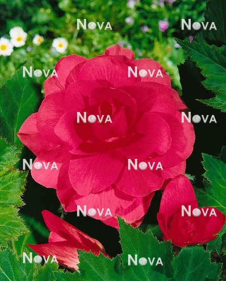 N1900269 Begonia x tuberhybrida Grandiflora rose