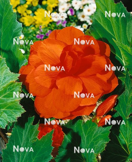 N1900271 Begonia x tuberhybrida Grandiflora orange
