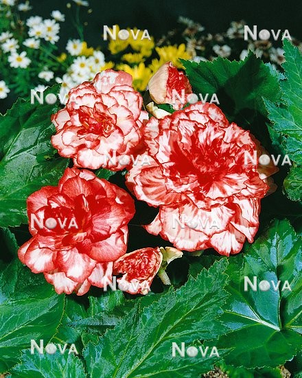 N1900295 Begonia Marmorata WHITE/RED