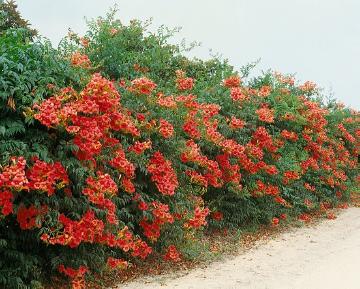 Blütenhecke, Campsis grandiflora, Hecken