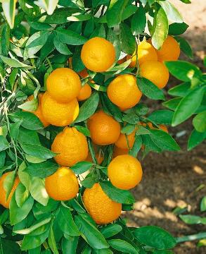 Citrus Fruites