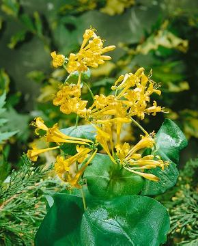 Lonicera (Genus), Lonicera x brownii, Schling- und Kletterpflanze, Schling- und Kletterpflanzen