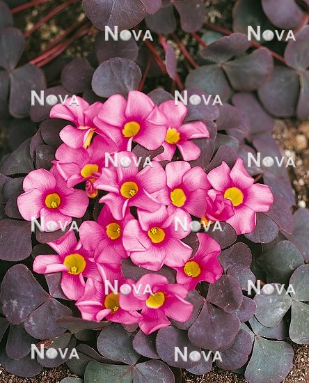 N1900790 OXALIS PINK PASSION