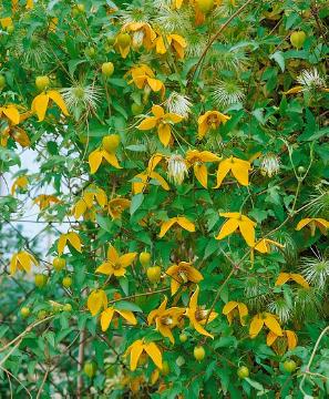 Clematis orientalis, leather flower (Genus), yellow