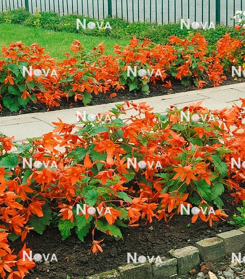 80 78 13 Begonia bertinii Pendula