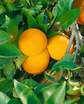 Citrus Fruites
