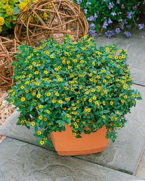 creeping zinnia, Kübelpflanze, Plant container «Accessories in the Garden»