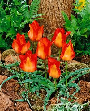 Tulipa (Genus), Tulipa albertii