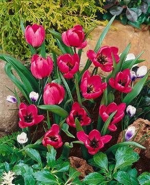 Tulipa (Genus)