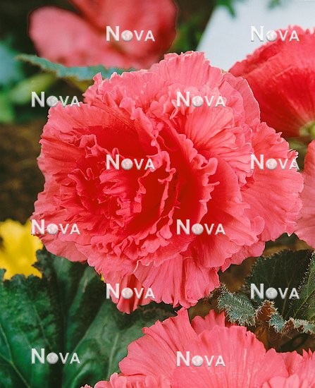 N1901377 Begonia Primadonna ROSE